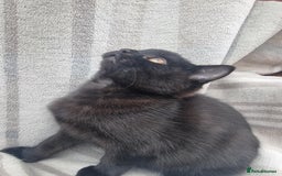 Mixed Breed cats for sale: Two black beauty  - Image 12