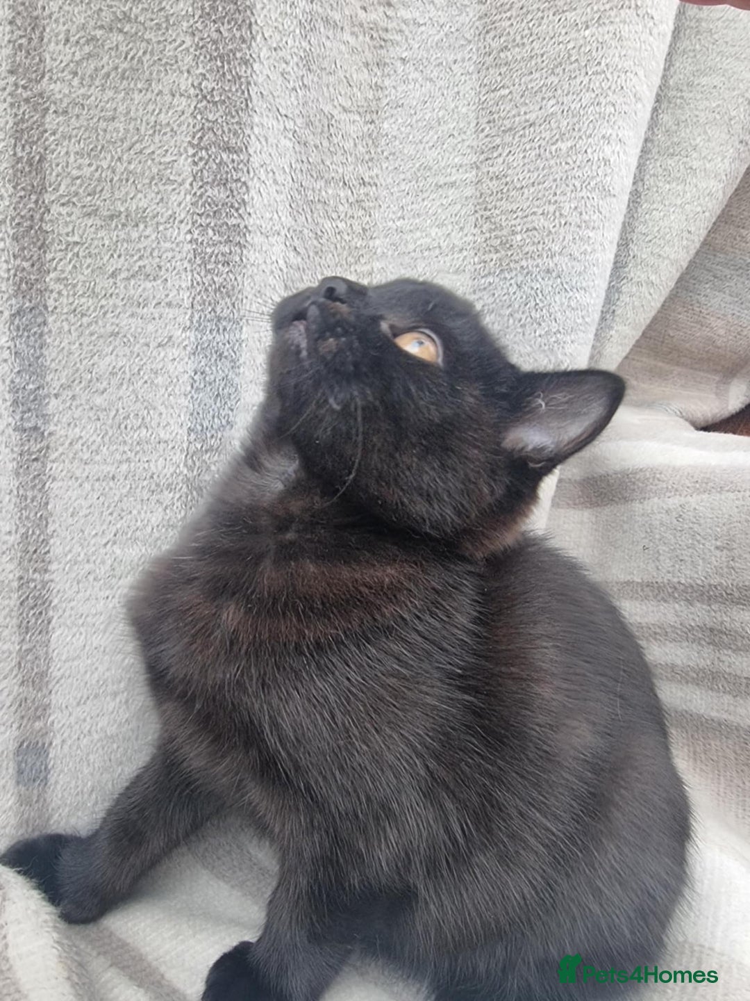 Mixed Breed cats for sale: Two black beauty  - Image 12