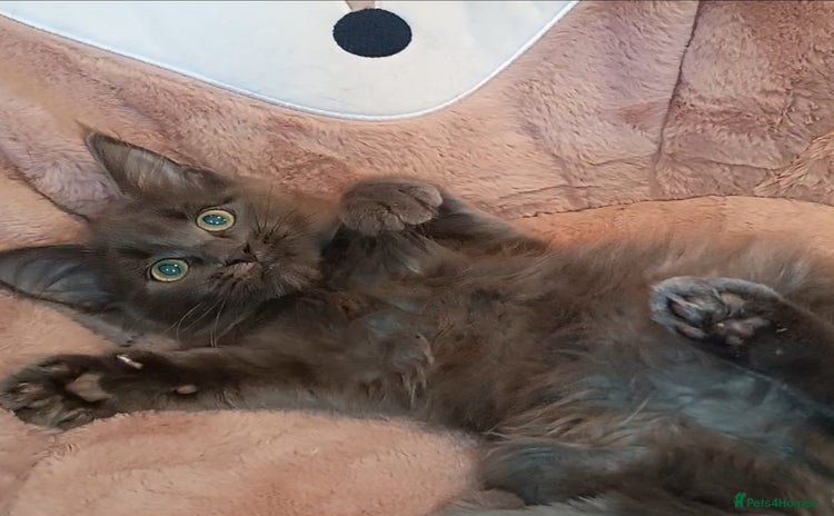 Maine Coon cats - Advert 2