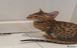 Savannah cats for sale: Fabulous F5 SBT Savannah Kittens! - Image 12