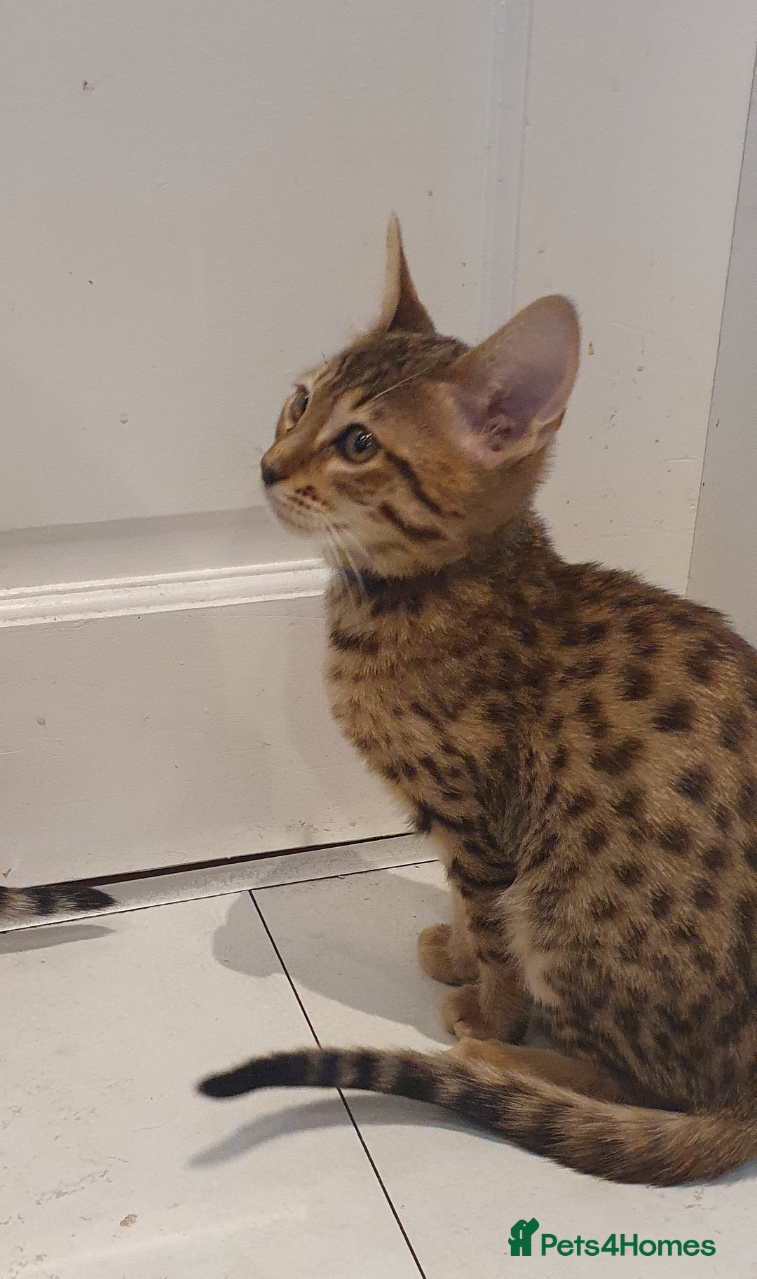 Savannah cats for sale: Fabulous F5 SBT Savannah Kittens! - Image 12