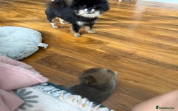 Pomeranian dogs for sale: Last female teddy face Pomeranian  - Image 14