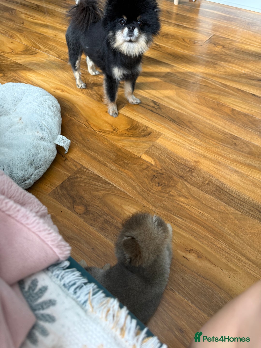 Pomeranian dogs for sale: Last female teddy face Pomeranian  - Image 14