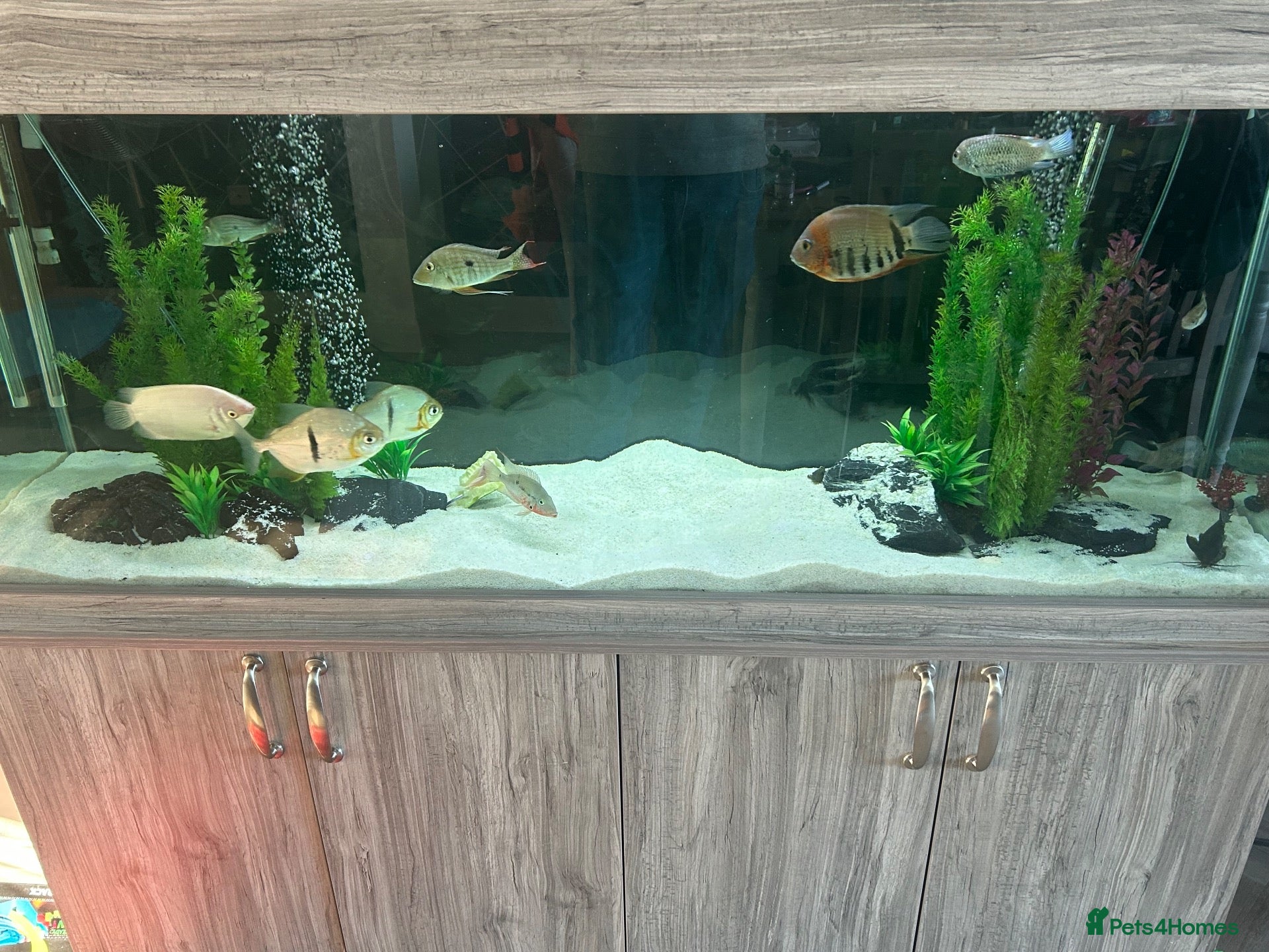 Other/Mixed Breed fish Tropical fish  - Advert 3