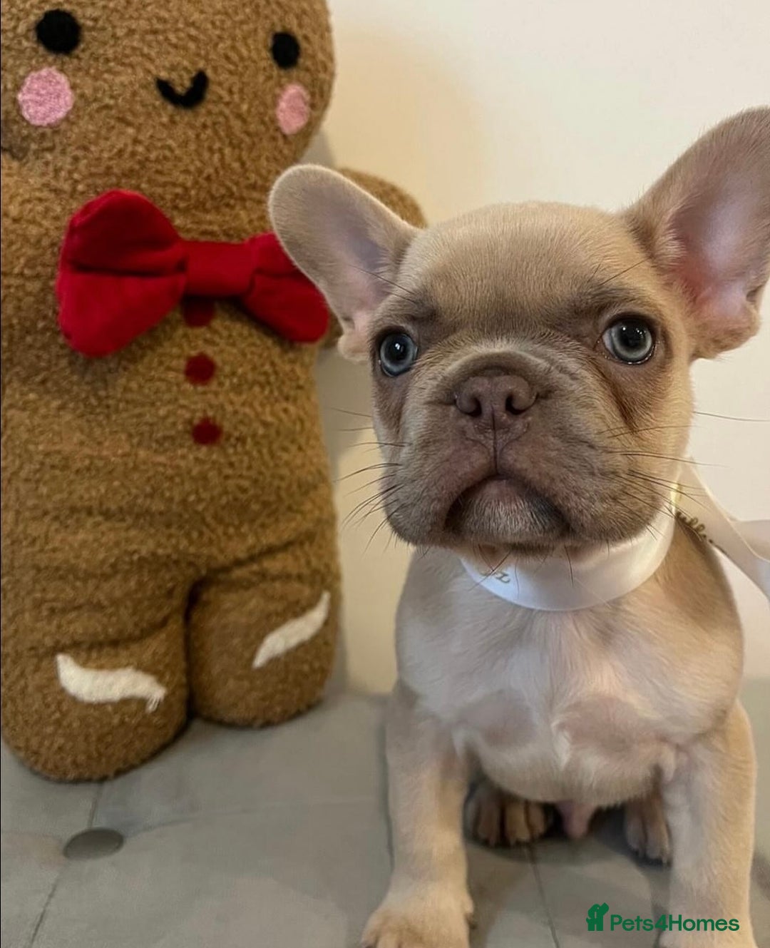 French Bulldog dogs for sale: Last frenchie left out of 6!!! - Advert 7