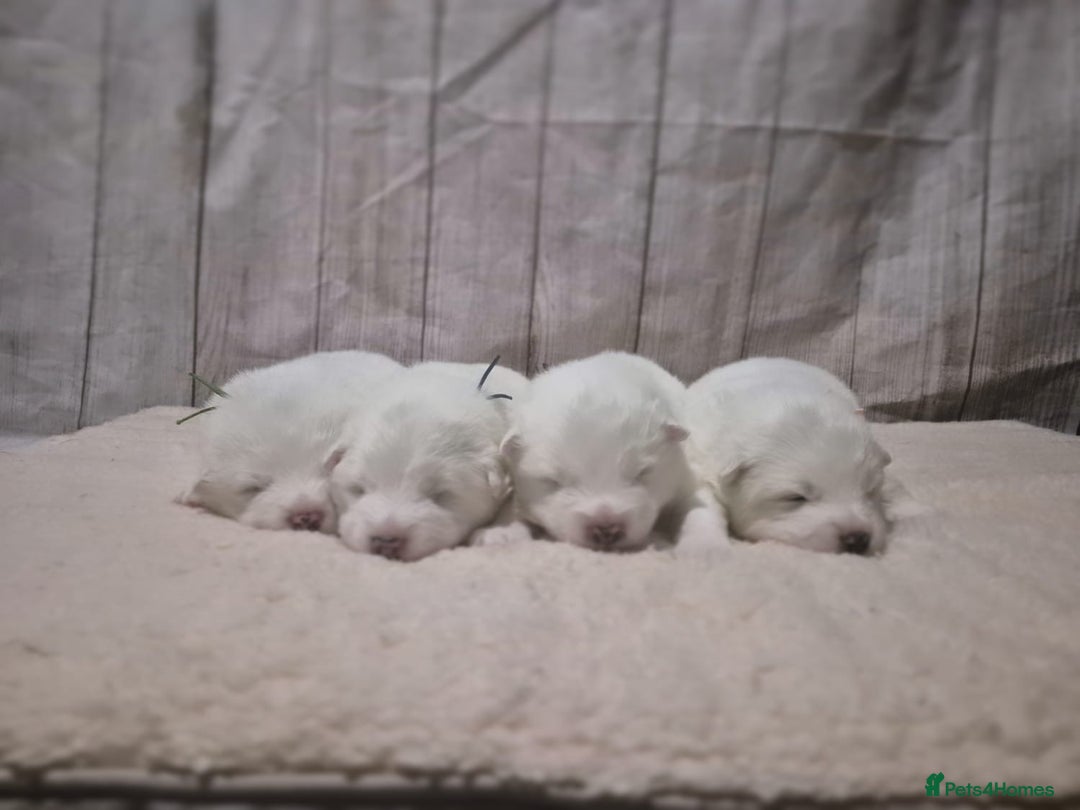 Samoyed dogs for sale: 4 Beautiful Pure Samoyeds ❤️ - Advert 7