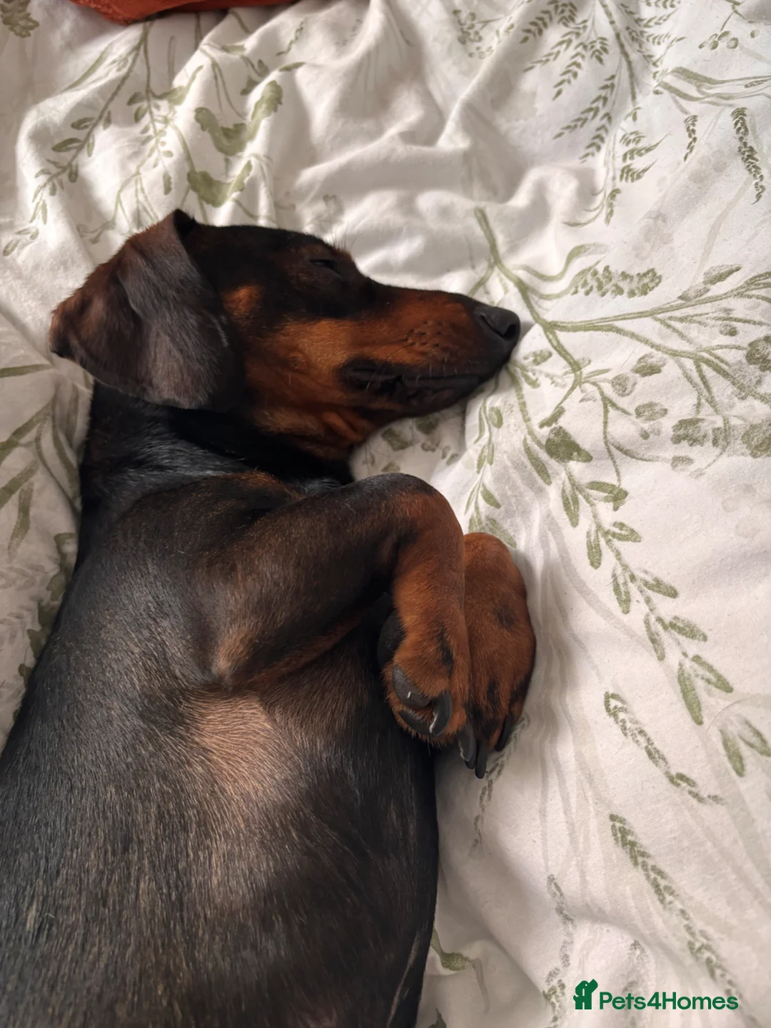 Dachshund dogs for sale: Miniature Dachshund x Dachshund Cross for Sale - Advert 2