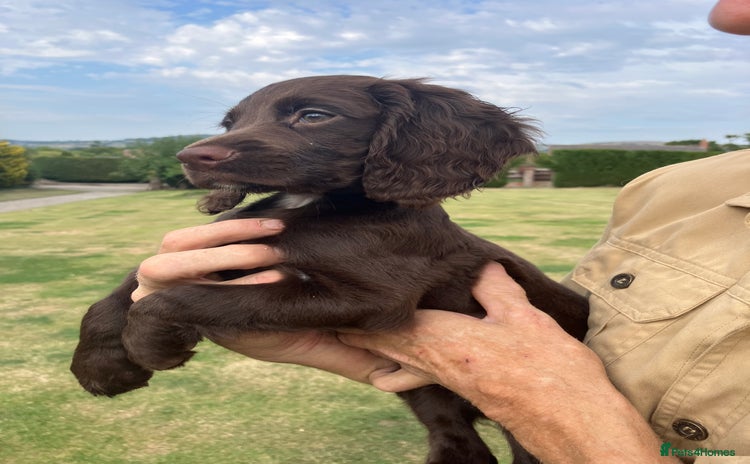 Cocker Spaniel dogs - Advert 5