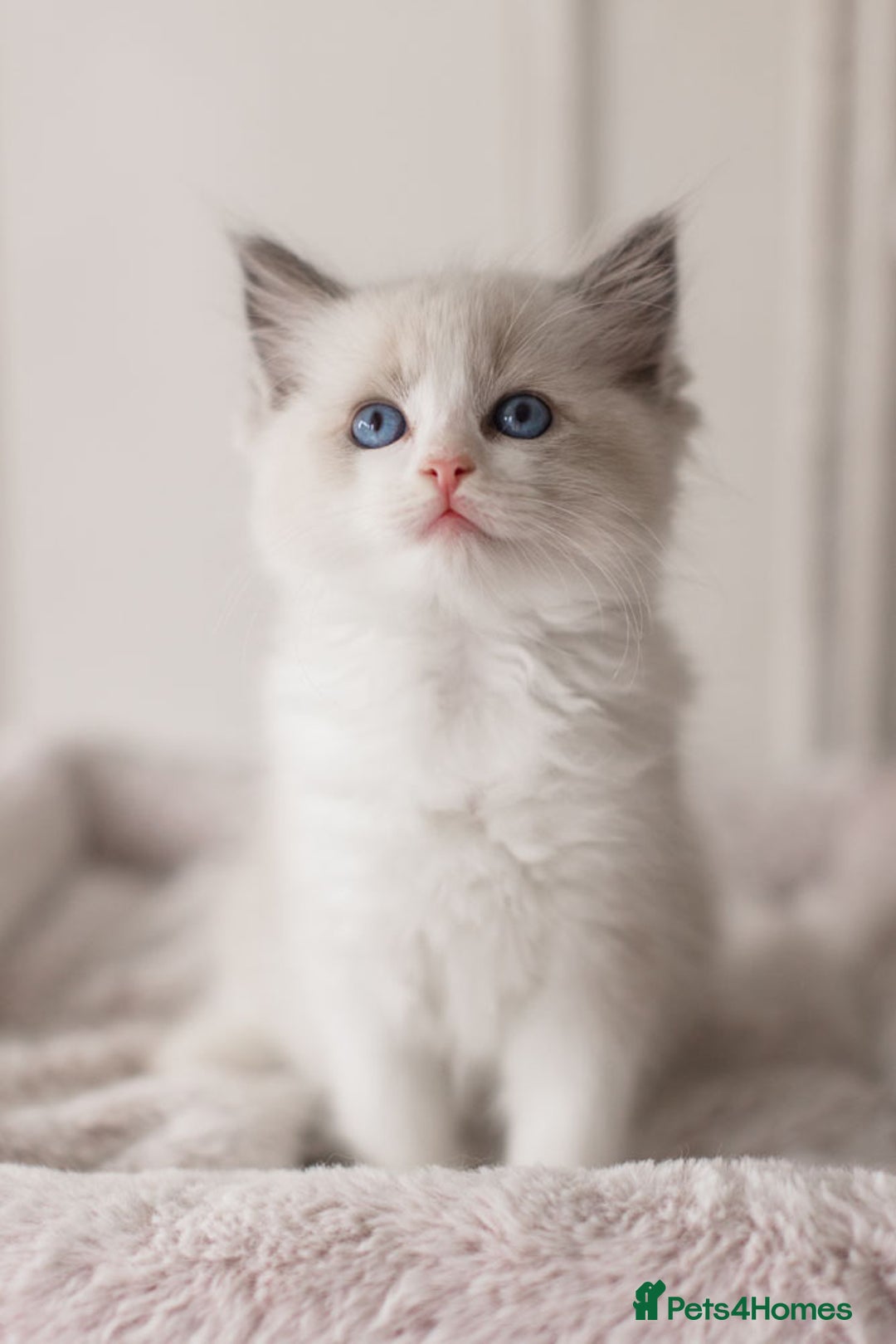 Ragdoll cats for sale: Bicolour and Lynx Ragdoll kittens - Advert 11