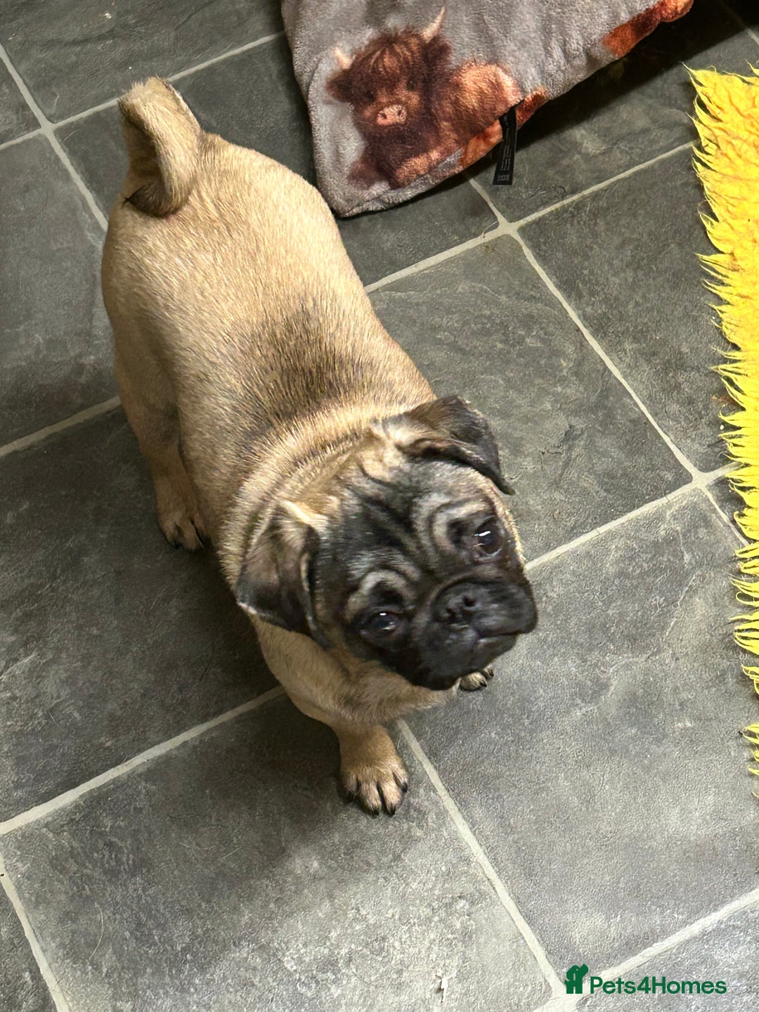 Pug dogs for sale: 2 beautiful female Pug puppies - Advert 11