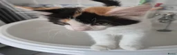Mixed Breed cats for sale: 4 kittens looking for forever homes🐾 - Advert 4