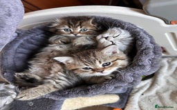 Scottish Fold cats for sale: Adorable Scottish Fold Kittens Ready for New Homes - Image 22