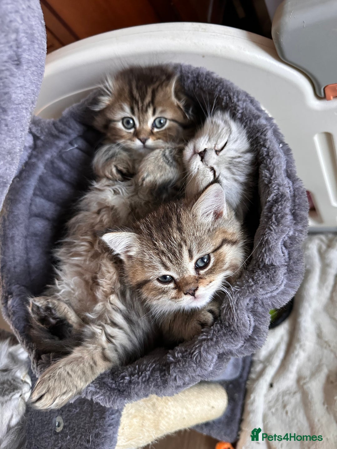 Scottish Fold cats for sale: Adorable Scottish Fold Kittens Ready for New Homes - Image 22