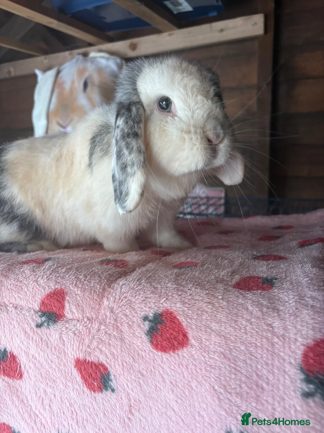 Mini Lop rabbits for sale: Friendly Doe - Advert 2
