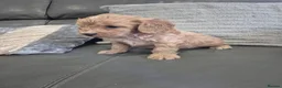 Cavapoo dogs for sale: F1 Cavapoo's  - Advert 7