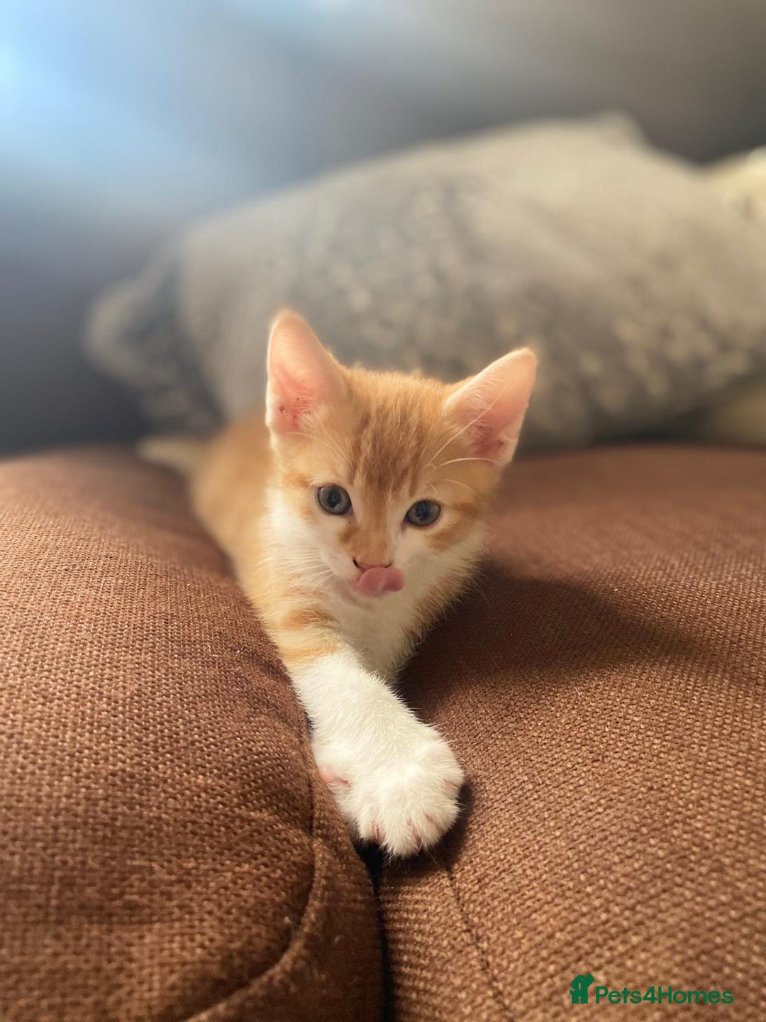 British Shorthair cats for sale: 3 kittens available - Image 2