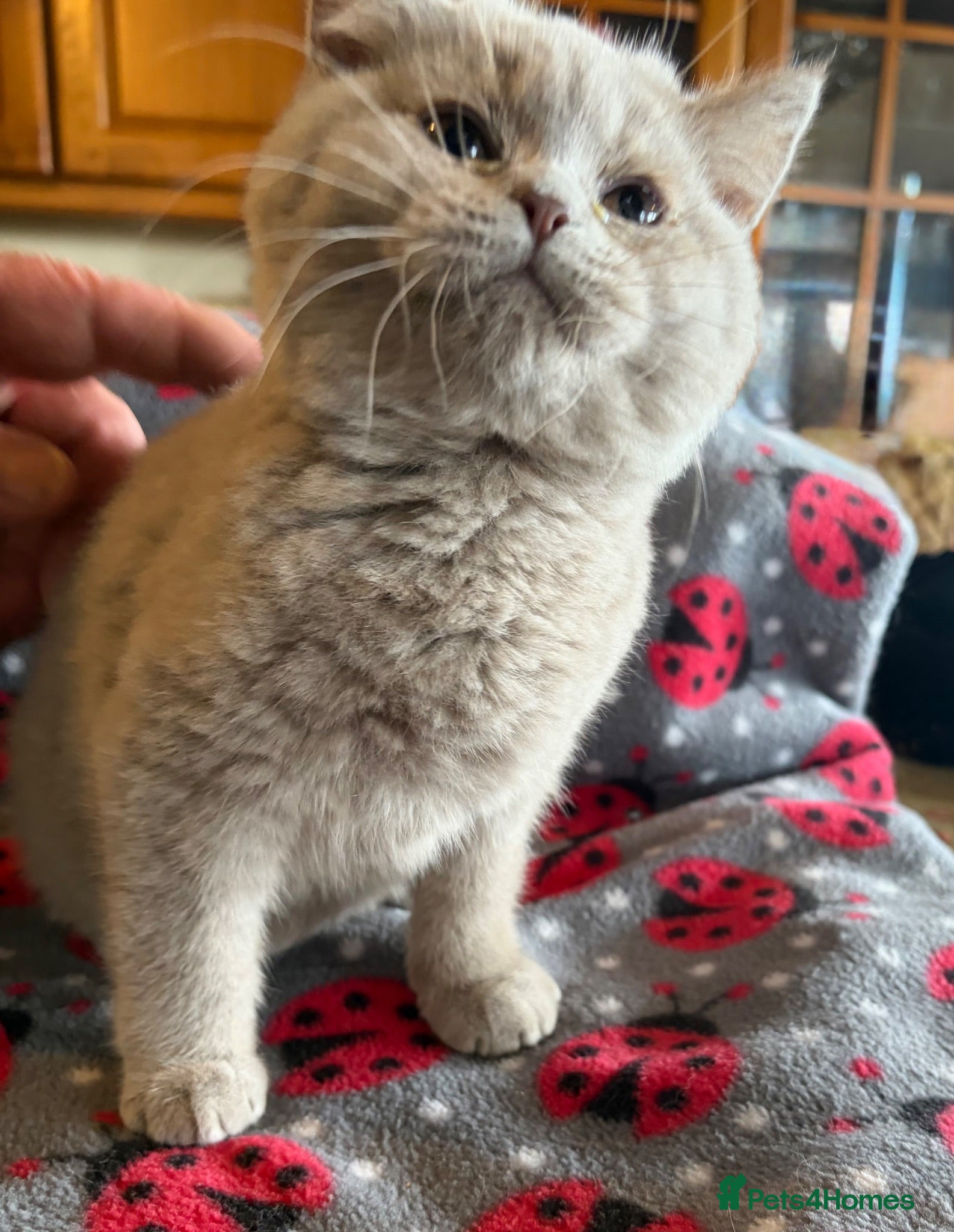 British Shorthair cats Beautiful pedigree British Shorthair kittens - Advert 14