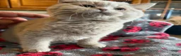 British Shorthair cats for sale: Beautiful pedigree British Shorthair kittens - Advert 14