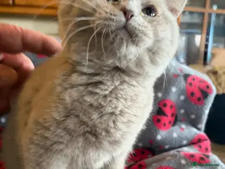 British Shorthair cats Beautiful pedigree British Shorthair kittens - Advert 14