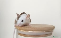 Mouse rodents for sale: 🐭 Female Mice Available for Adoption 🐭 - Image 15