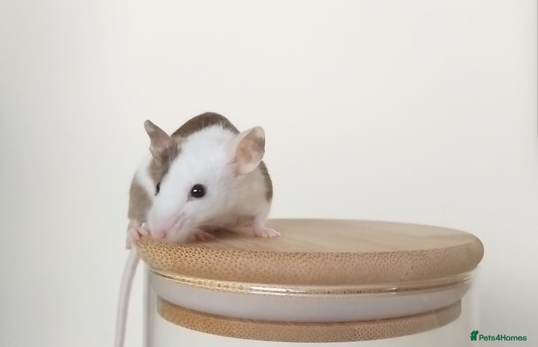 Mouse rodents for sale: 🐭 Female Mice Available for Adoption 🐭 - Image 15