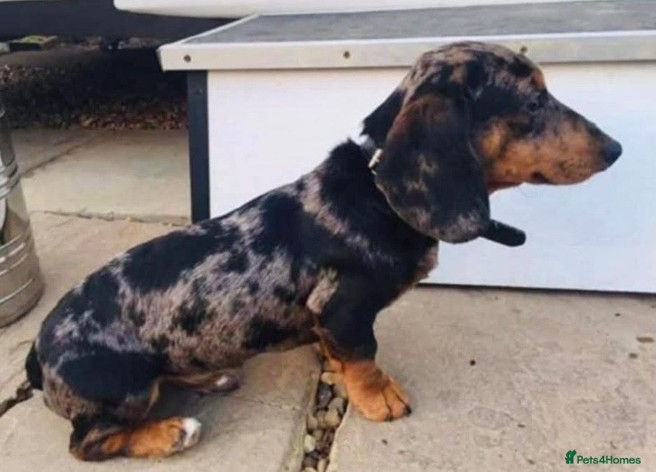 Dachshund dogs for sale: Is Rosie the Puppy for you ? - Advert 2