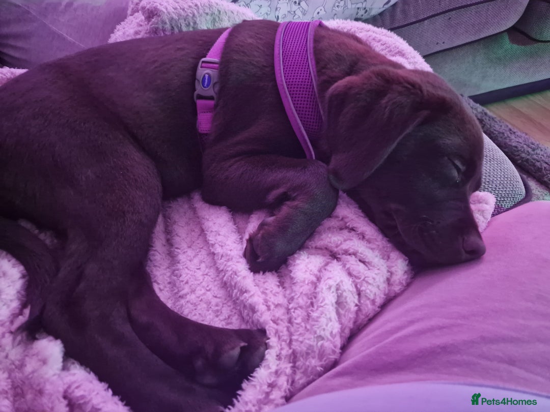 Labrador Retriever dogs for adoption: Cookie - Advert 5