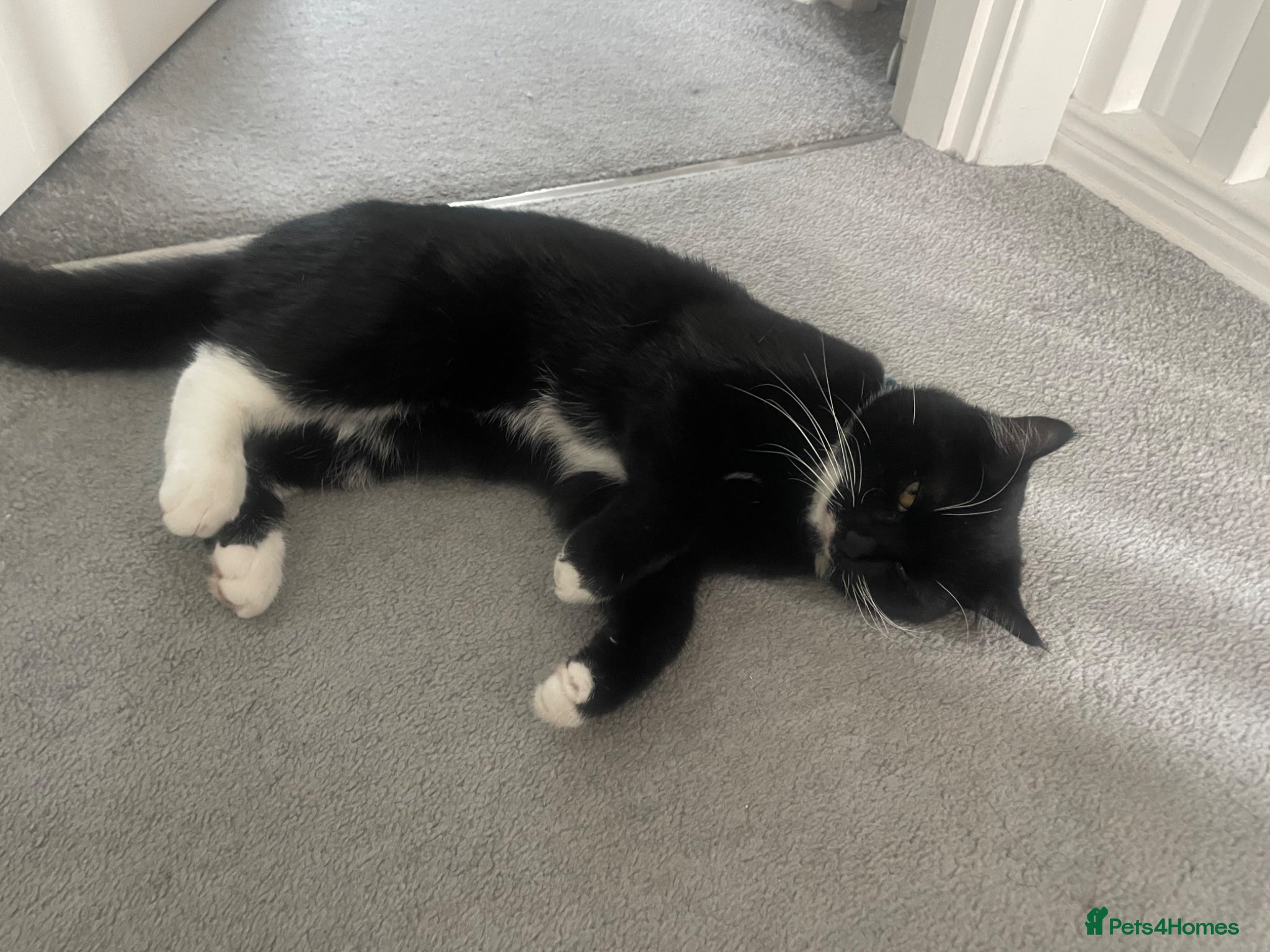 Brazilian Shorthair cats 9month old kitten looking for her forever home - Advert 1