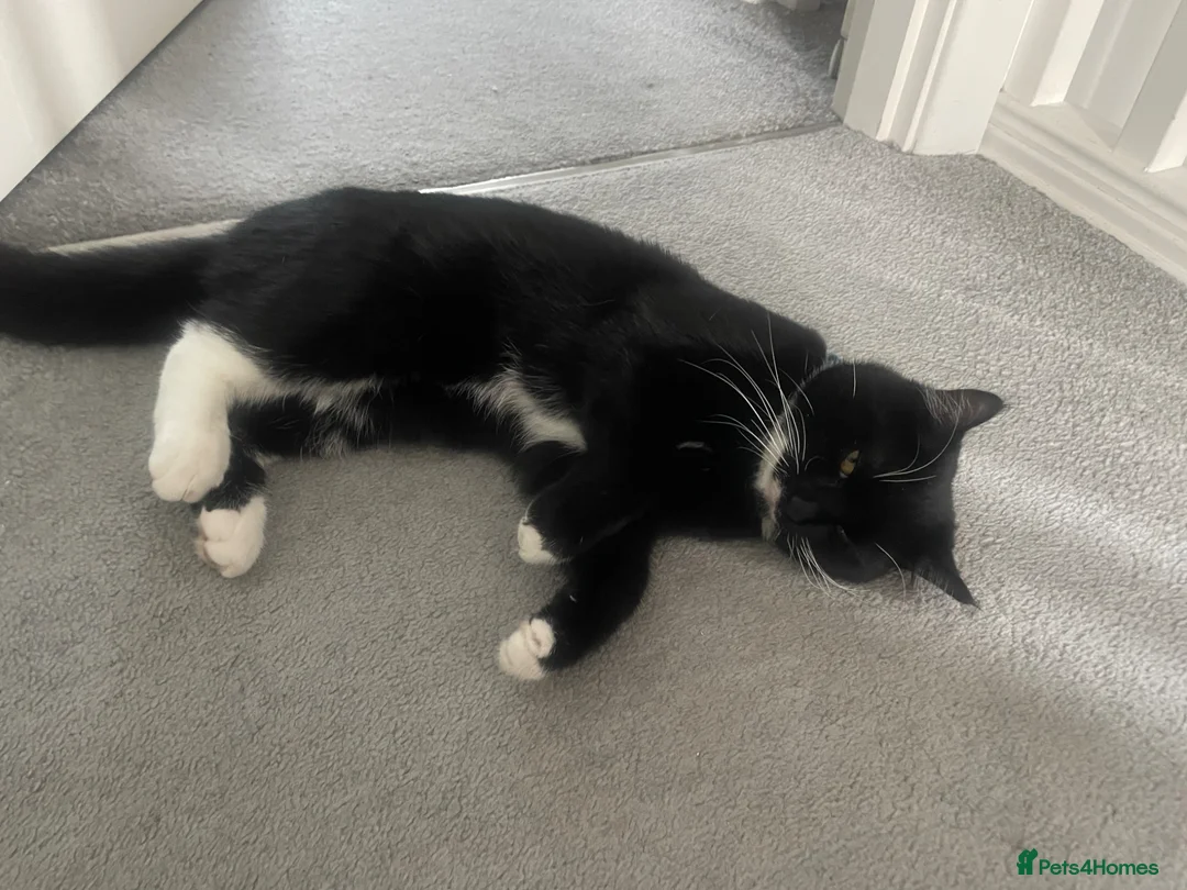 Brazilian Shorthair cats for sale: 9month old kitten looking for her forever home in Belfast - Advert 1
