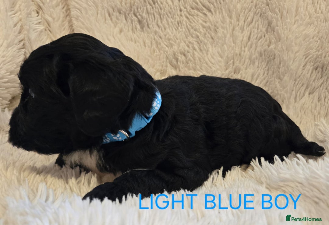 Tibetan Terrier dogs for sale: Adorable fluffy TToodle puppies  - Image 11