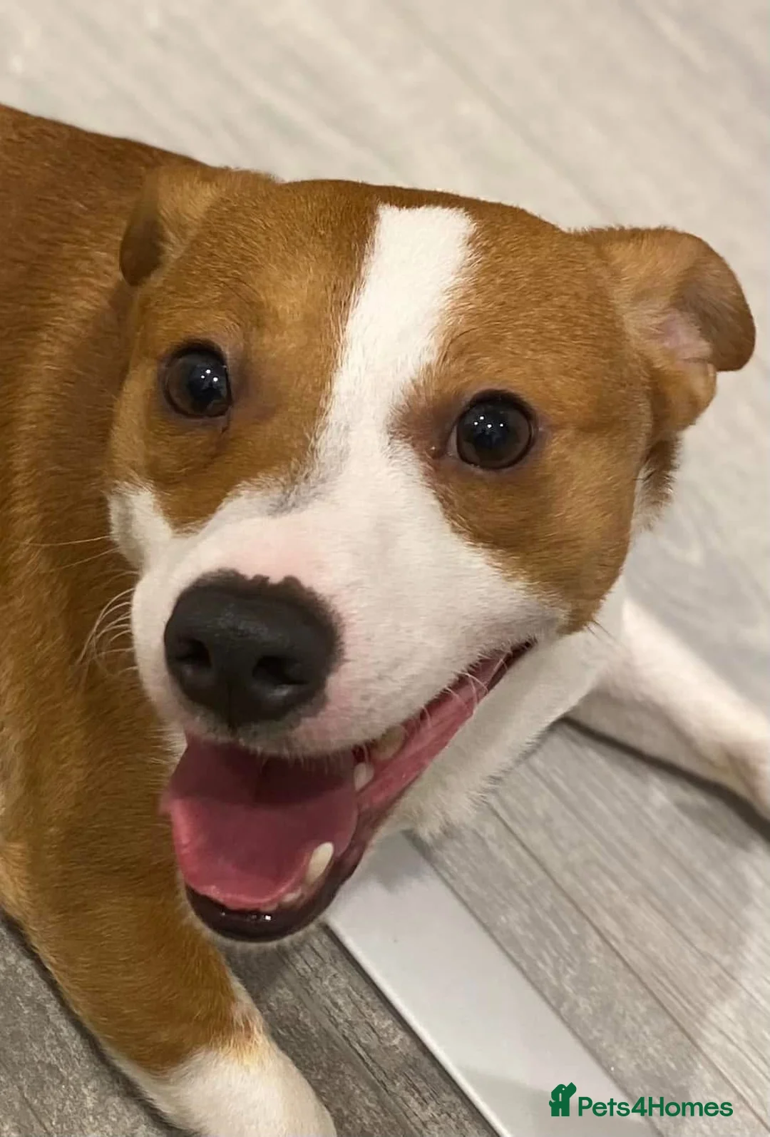 Jack Russell dogs for stud: STUD - Handsome Jack Russel boy 🐶  - Advert 9