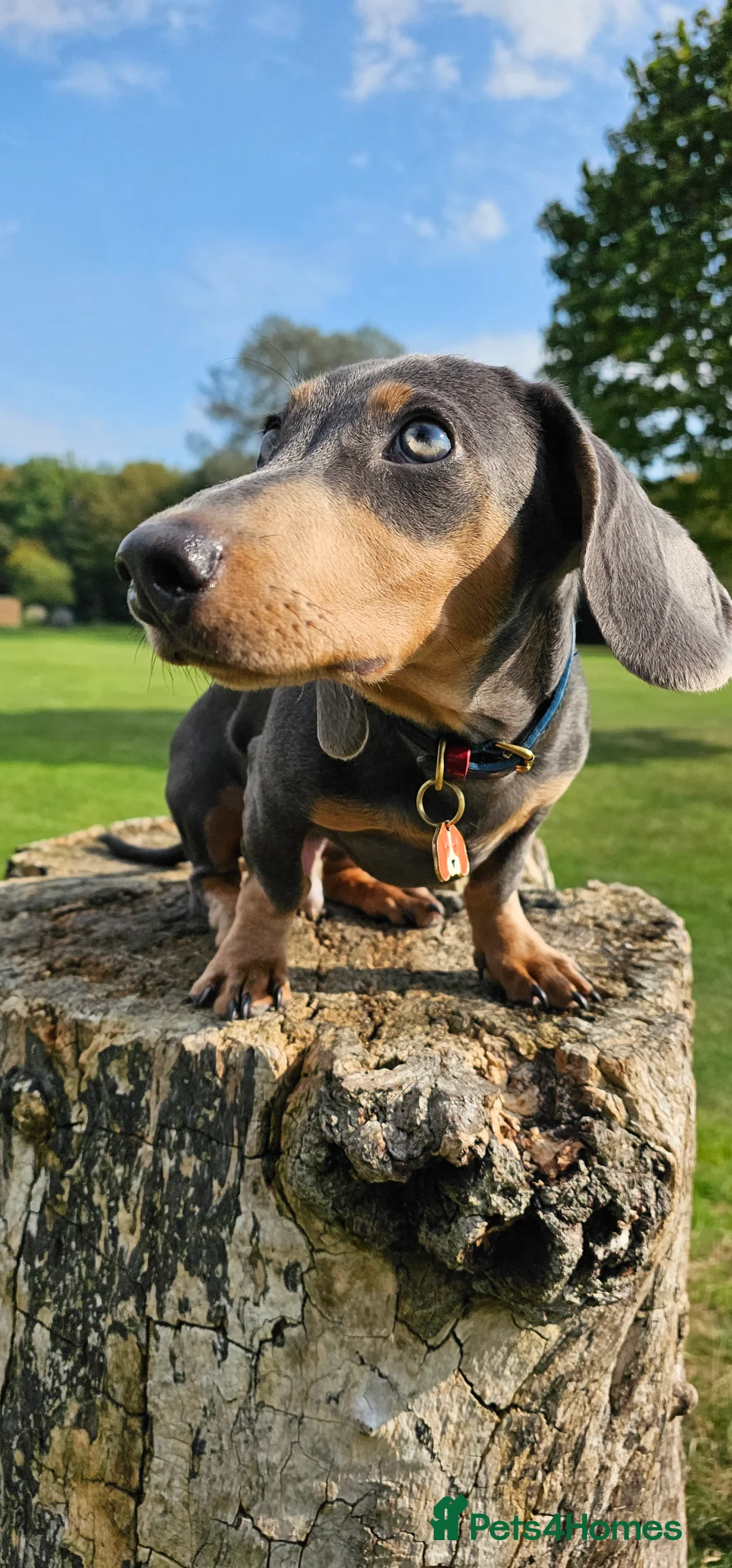 Miniature Dachshund dogs for stud: ⭐️KING PIRI (BLUE AND TAN) KC REG PROVEN Stud⭐️ in Bromley - Advert 13