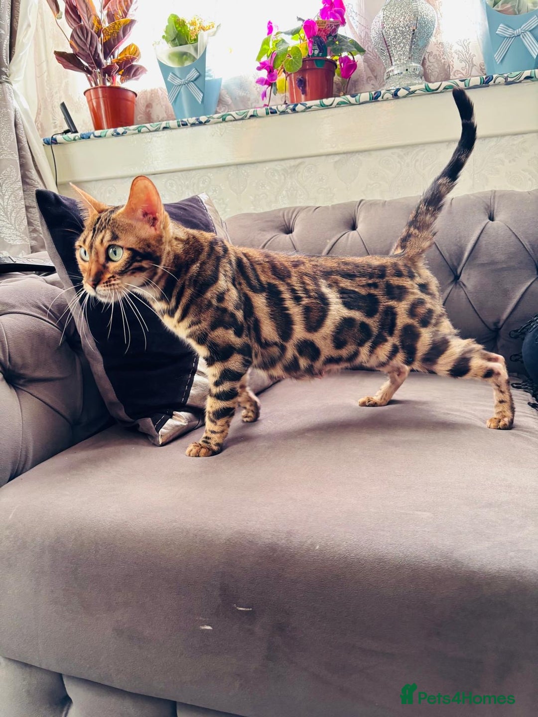 Bengal cats for sale: 🐾***GORGEOUS PURE SNOW BENGAL***🐾 - Advert 3