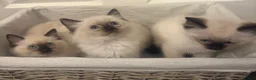 Ragdoll cats for sale: RAGDOLL KITTENS - Advert 7