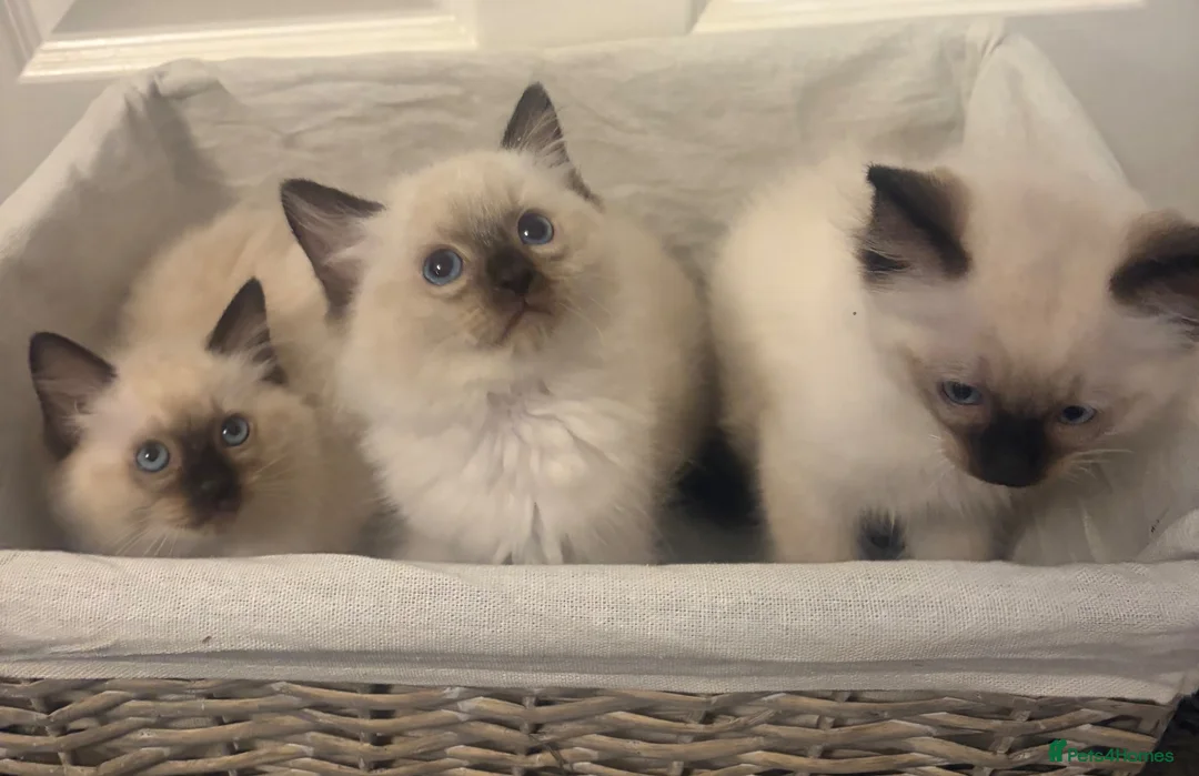 Ragdoll cats for sale: RAGDOLL KITTENS - Advert 7