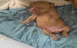 Dogue De Bordeaux dogs for sale: Dogue de Bordeaux puppy’s ready now  - Image 5