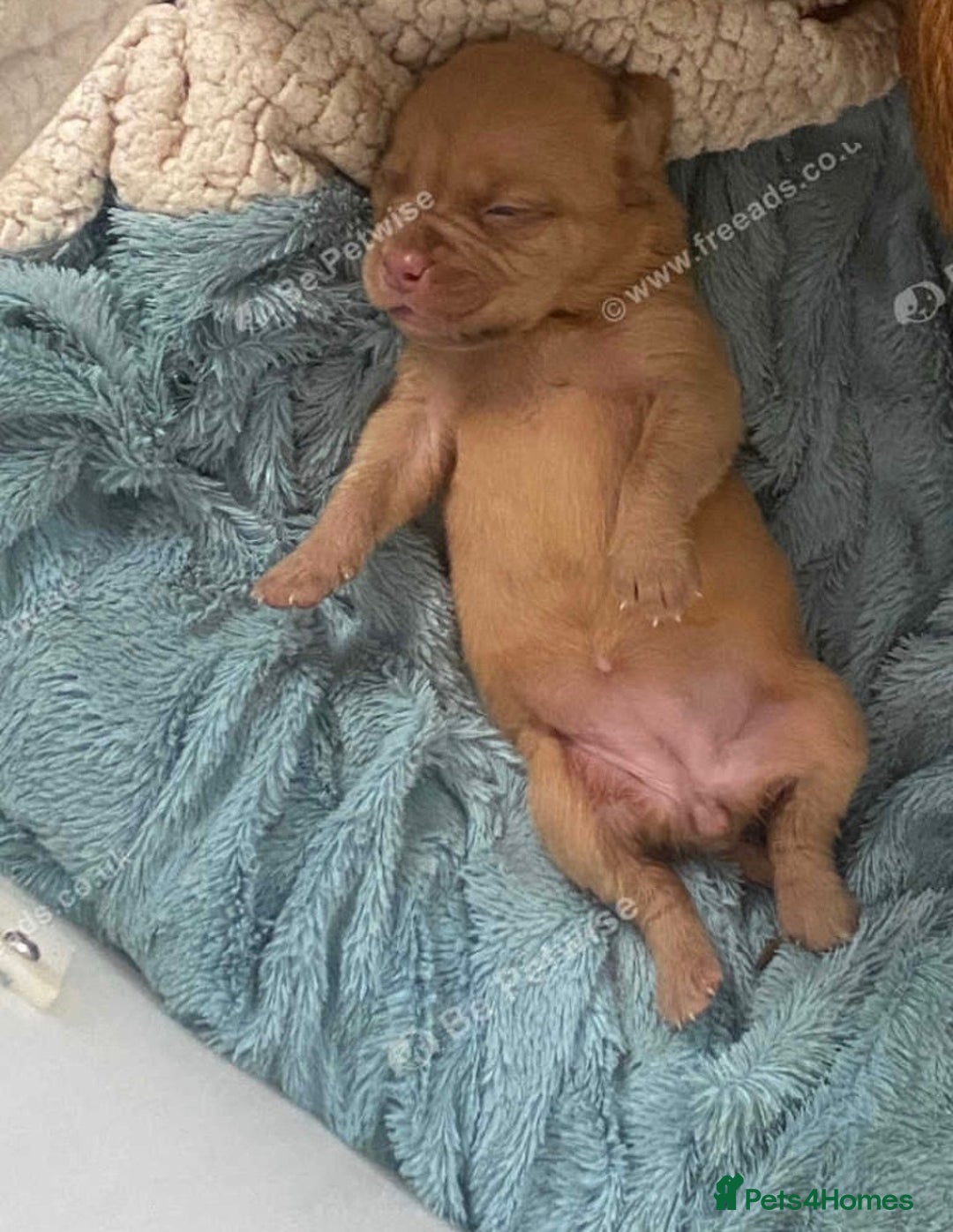 Dogue De Bordeaux dogs for sale: Dogue de Bordeaux puppy’s ready now  - Image 5