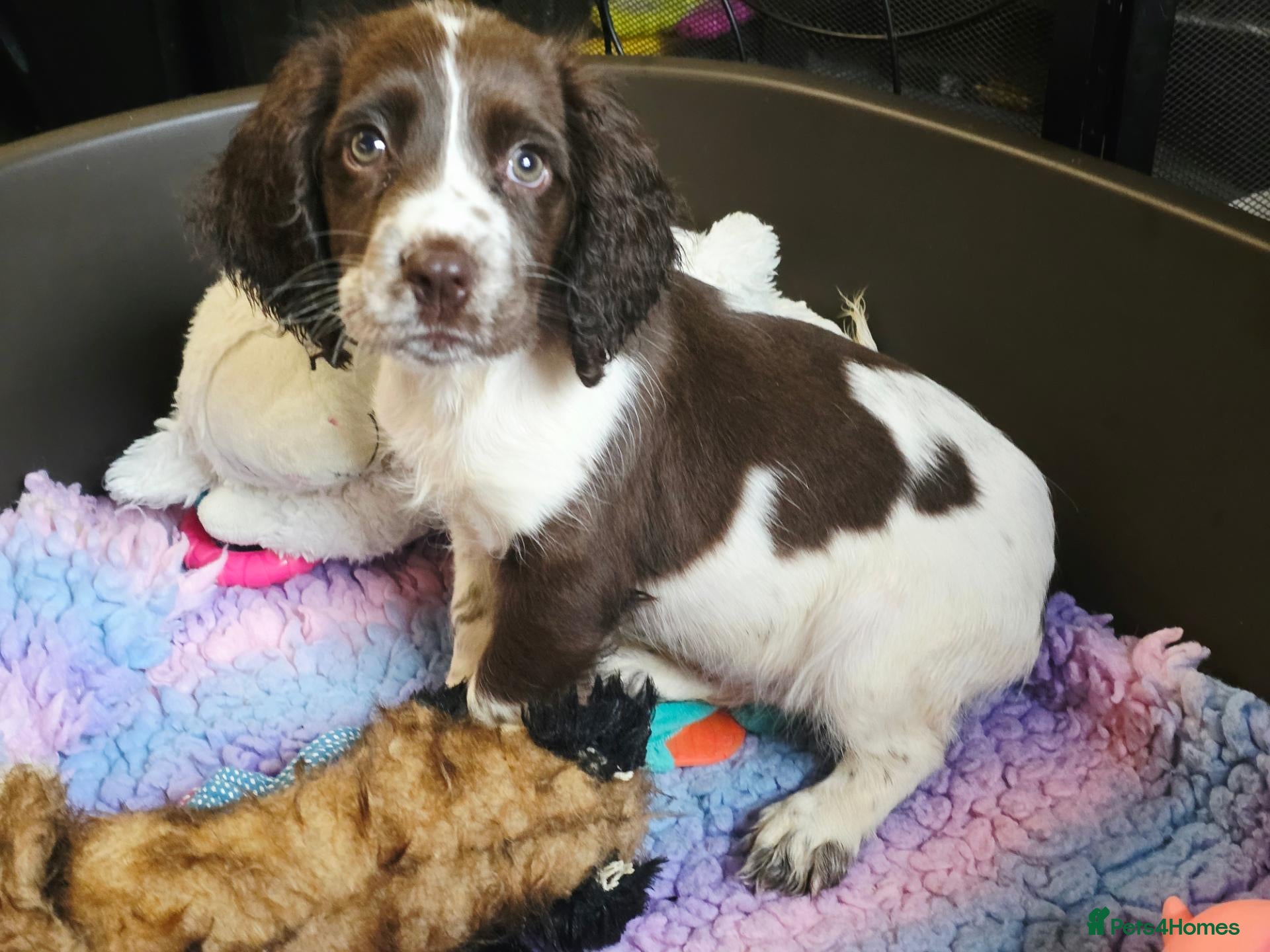 English Springer Spaniel dogs Outstanding Home Reared KC 5 ⭐️ Vetted Ready now  - Advert 2