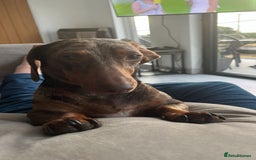 Doxiepoo dogs for sale: Beautiful Doxipoos - Image 6