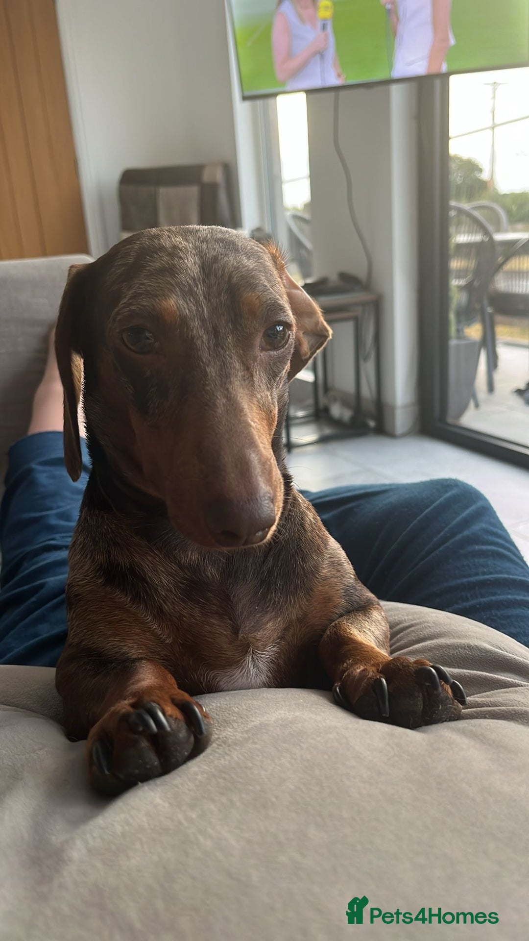 Doxiepoo dogs for sale: Beautiful Doxipoos - Image 6