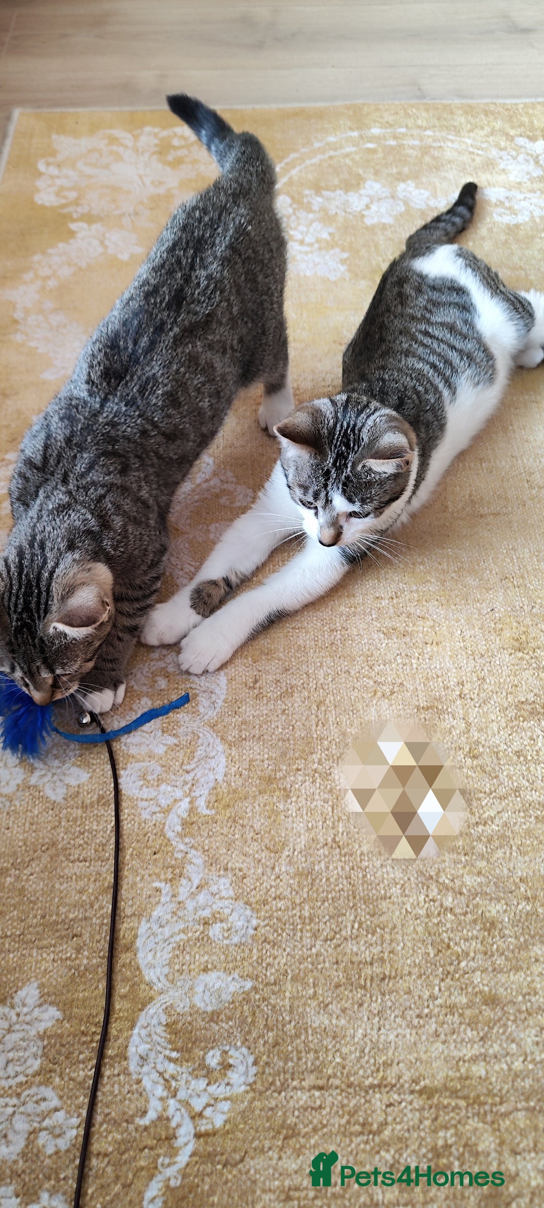 Mixed Breed cats for sale: Kittens 1 male 1 female (vaccinated) - Advert 3