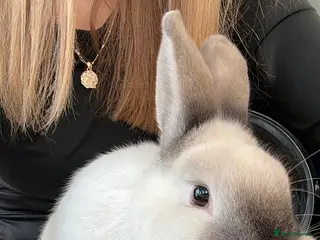 Alaska rabbits Bunny - Advert 1