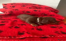 Miniature Dachshund dogs for sale: Miniature dachshunds  - Image 14