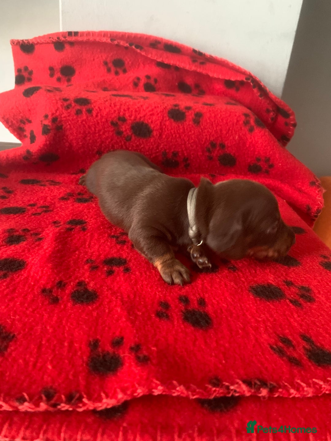 Miniature Dachshund dogs for sale: Miniature dachshunds  - Image 14