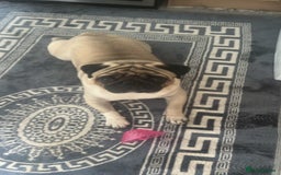 Pug dogs for stud: Pug for stud ❤️ - Image 7