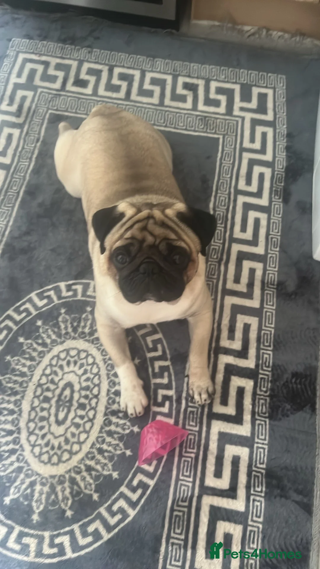 Pug dogs for stud: Pug for stud ❤️ - Advert 9