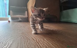 Bengal cats for sale: STUNNING PEDIGREE BENGAL KITTENS  - Image 22