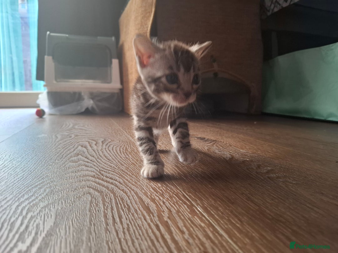 Bengal cats for sale: STUNNING PEDIGREE BENGAL KITTENS  - Image 22