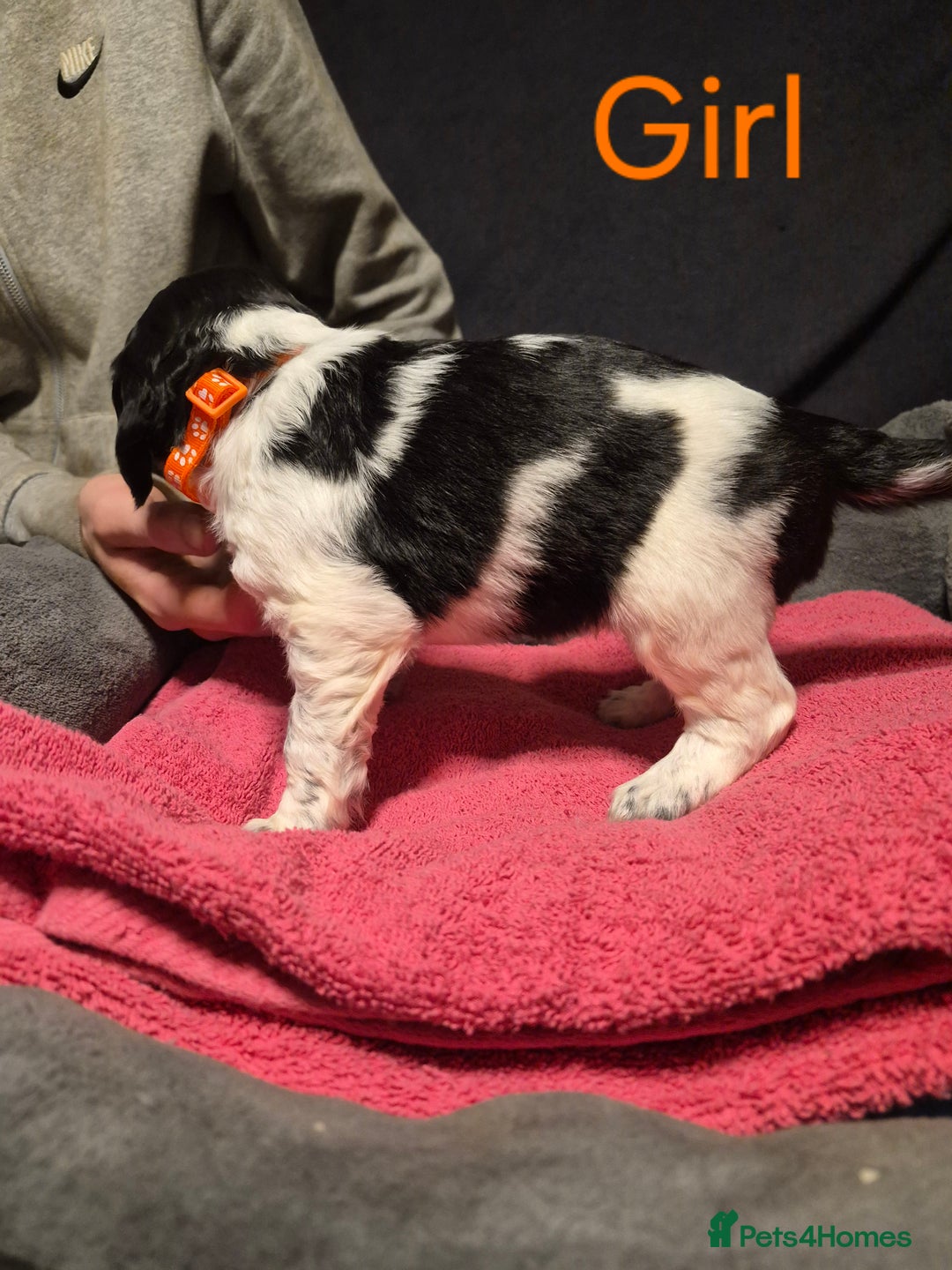 Mixed Breed dogs for sale: Sproker spaniel cross Cavalier King Charles  - Advert 23