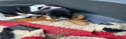 Pointer dogs for sale: Only 4 bitches remaining  - Advert 7